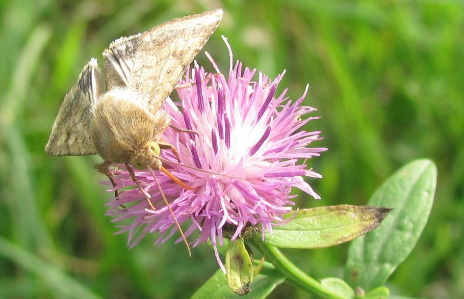 Helicoverpa armigera?